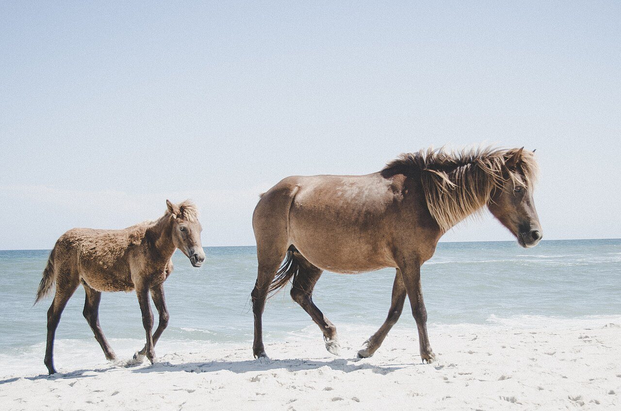 Wild horse and foal walking on the beach at Assateague Island