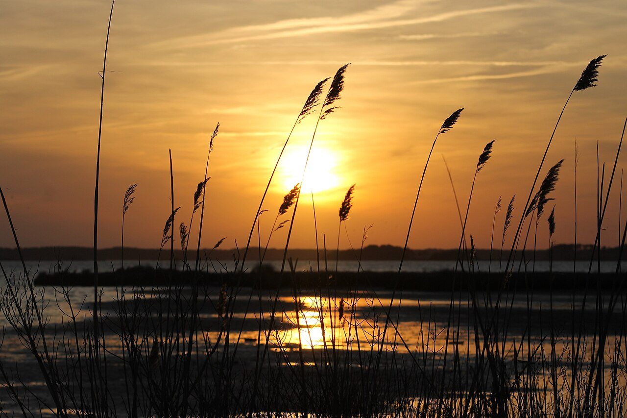 Sun setting over Assawoman Bay behind beach grass